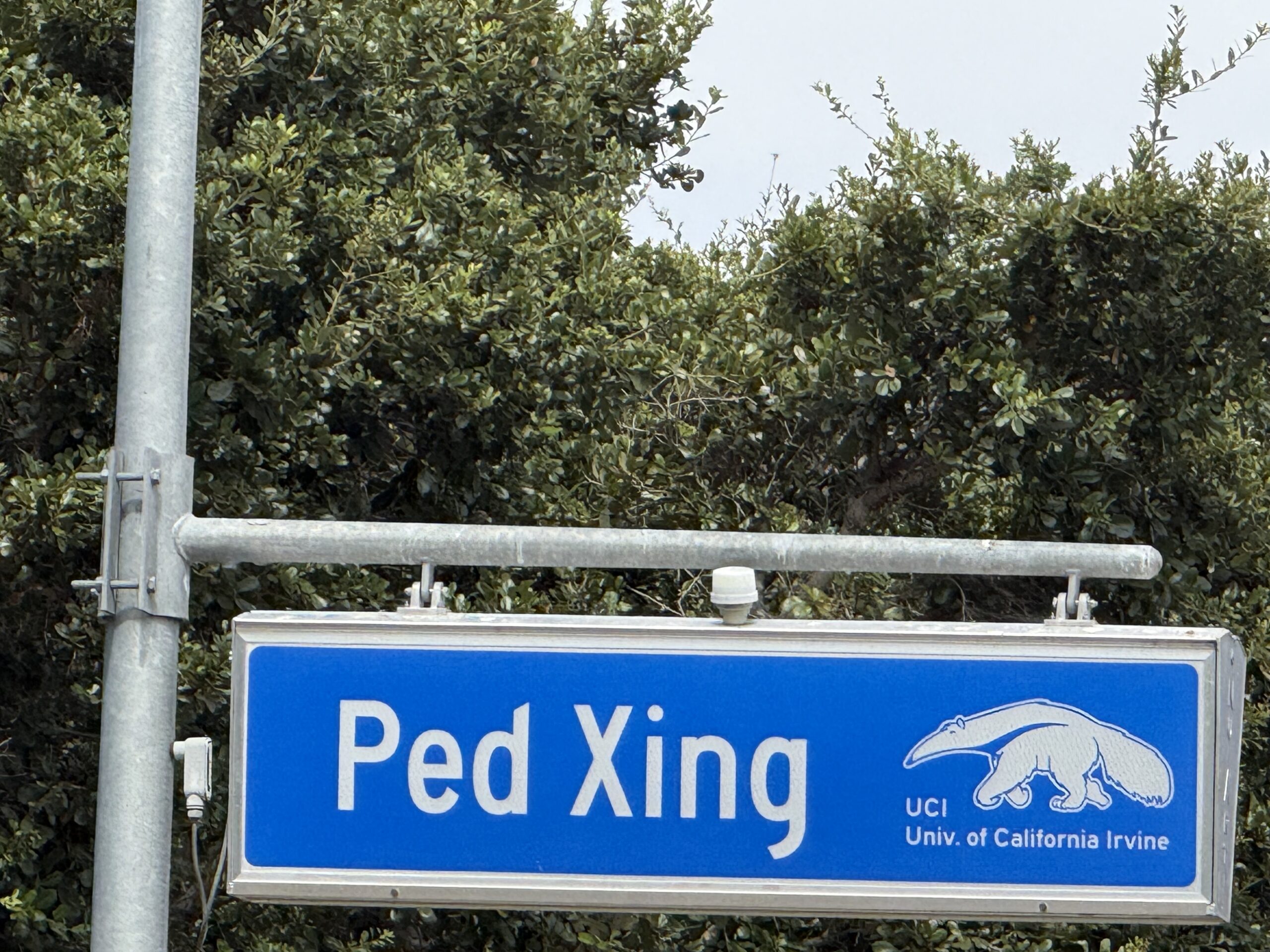 UC Irvine pedestrian crossing sign featuring the Anteater mascot